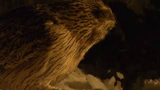 Blakiston's Fish Owl @ Yuyado Daiichi,  Hokaido, Japan