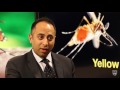 Dr. Pritish Tosh Discusses Yellow Fever