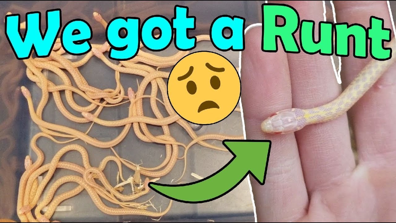 Our Albino Garter Snake Gave Birth! - YouTube