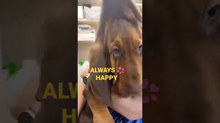 FUNNY VIDEO#REELS#YOUTUBESHORTS#VIRAL#EDITS#SHORTS #ALWAYS 💞 HAPPY#TREND#FBREELS#NEW#FUNNY DOG