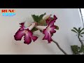 relax with azalea flower u0026 music ผ่อนคลายกับชวนชมกุหลาบและดนตรี rung trip