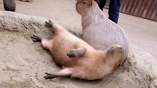 ゴロンしたら楽しすぎて止まらなくなったカピバラさん。-Happy rolling capybara  神戸どうぶつ王国