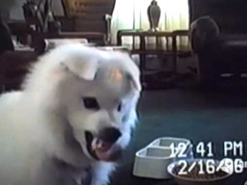Funny Angry Dogs Youtube
