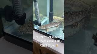 ポリプテルス追加