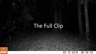 Videos of ghost orbs caught by trail camera