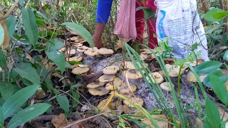 ស្ដាយណាស់ទៅអត់ទាន់ | ដើរបេះផ្សិតឈើដុះច្រើនតែ...