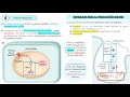 inflamación parte 2 activación leucocitaria fagocitosis mediadores de origen celular