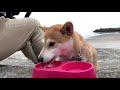 空は曇ってるけど心は晴れ✨はりきり海散歩♪ dog and cat walk on the beach