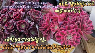 대박50~20%할인/핑크마녀/썬라이즈/샤넬대. 이화랜드010-3339-2461 나는농부다282회출연