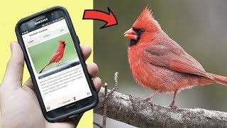 Identify YOUR Backyard Birds