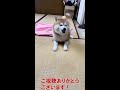 shibe gets wet in the rain and makes a fuss