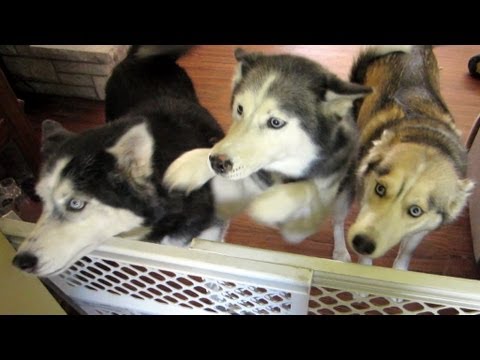 We Left the Dogs for 3 Days! Siberian Huskies Home Alone! We Left the Dogs for 3 Days! Siberian Huskies Home Alone!