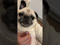 アポチャンネル。目薬。 pug パグ パグのいる生活 アポチャンネル