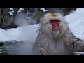 bu maymun karı bizden iyi yaşıyor 😂❄️🐵 this monkey enjoys snow better than us