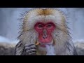 bu maymun karı bizden iyi yaşıyor 😂❄️🐵 this monkey enjoys snow better than us