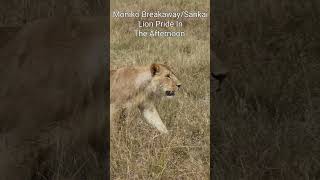 Maasai Mara Sightings Today 12/08/21 (Lions, Leopard, Hippo, etc) | Zebra Plains | #Wildlife