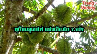 ทุเรียนภูเขาไฟ เจ้าเดียวใน จ.ตรัง ปลอดสารเคมี ออกผลตลอดทั้งปี นักท่องเที่ยวแห่จอง