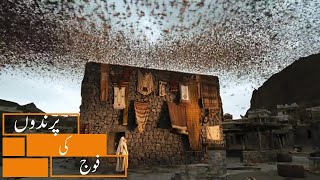Birds Defending KAABA | Urdu Dubbed | (پرندے کعبہ کا دفاع کرتے ہیں)
