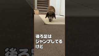 I played the rabbit's run in slow motion. #bunny #rabbit #hollandlop #animal #pet #shorts