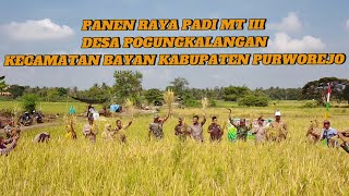 PANEN RAYA PADI MT III DESA POGUNGKALANGAN KECAMATAN BAYAN KAB PURWOREJO