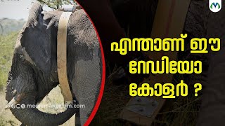 കാട്ടാന ആക്രമണത്തിൽ നിന്ന് റേഡിയോ കോളർ രക്ഷിക്കുമോ ? | Elephant | Radio Collar