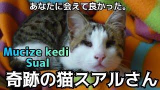 【トルコ動物】眼球がなくても、なんでもできる奇跡の猫スアルさん！Mucize kör kedi Sual！