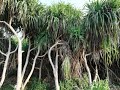 ganjam kewda flower ganjam kewda rooh screw pine pandanus fascicularis plant