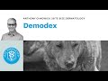 Veterinary Dermatology Top Tips - Demodex