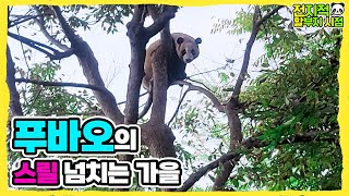 (SUB) Baby Panda Climbing Precariously On High Place🌳│Panda Family🐼