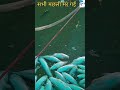 सभी मछली मर गई biofloc fish farming in बिहार fish farming fishfarming fish shorts short