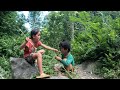 Two orphans look for amomum trees and fruits to eat to make a living every day | Ly Linh Dan