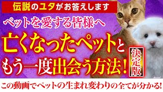 【ペットを愛する皆様へ　亡くなったペットともう一度出会う方法！決定版】伝説のユタ HALがお答えします！