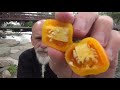 aji jobito pod review....peppers in the park pods grown by tom broome of seriously hot peppers