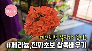 제라늄,삽목하기  #바네사님  #삽목시험준비