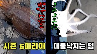 봄갑오징어가 벌써 6마리째 나와주네요..대물 싸이즈 낙지는 덤으로...  솥뚜껑에 올려 맛있게 냠냠 했습니다...^^#갑오징어#봄갑오징어#갑오징어낚시#완도#대물낙지