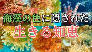 沖縄の海藻はこんなに鮮やか！色に隠された生きる知恵とは？海草との違いも解説します【視聴者リクエスト】