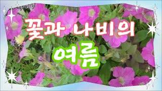 [꽃과 나비의 여름] #페튜니아 #petunia #꽃기린 #란타나 #나비