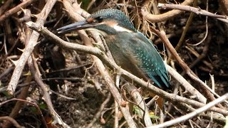 カワセミ幼鳥の狩猟 (4K) / Young kingfisher hunting (4K)