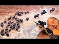 Amazing  wild boar hunting in the fields, Hunters' struggle with a large herd of wild boars,