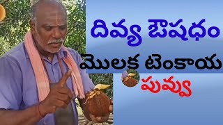 మొలక టెంకాయ లోని పువ్వు ఒక దివ్యమైన ఔషధం// ఆయుర్వేదం //Coconut flower// Vasu Mechanic Puttur