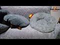 ミニチュアダックス フンド　ライブカメラ るるチャンネル miniature dachshund live camera ruru.channel