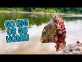 BIG baits in a BIG river = BIG fish! Alligator gar fishing at its best