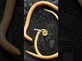 how many people die from roundworm every year roundworm education