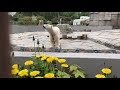 20180516 今日の円山動物園