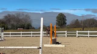 Pony Jumper / 3 day eventer Large