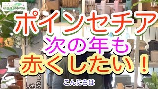 2024/12/16  クリスマスには真っ赤なポインセチアが、春になると全部緑色に！じゃあ、次の年のクリスマスにまた赤くなる？ 実は「短日処理」をしないと赤くはならないんです。やり方を説明しましょう！