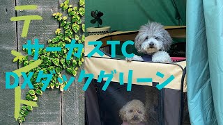 【テント】🏕テンマクデザインの【サーカスTC　DXダックグリーン】を立ててみた🐶　Set up a tent