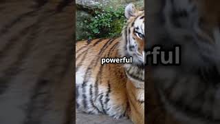 Did You Know These Tiger Facts| Knowledge-Facts| English Facts #english #factsoffreefire