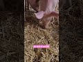 pink pigs are so cute pig pink youtubeshorts shorts youtube short