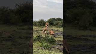 And the king doesn't want a queen again 🤣 masai Mara safari #wildlife #subscribe #lion #safari